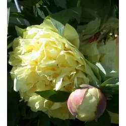 Bijūnas - Paeonia ALICE HARDING