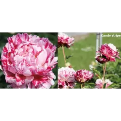 Bijūnas - Paeonia lactiflora CANDY STRIPE