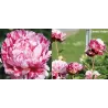 Bijūnas - Paeonia lactiflora CANDY STRIPE