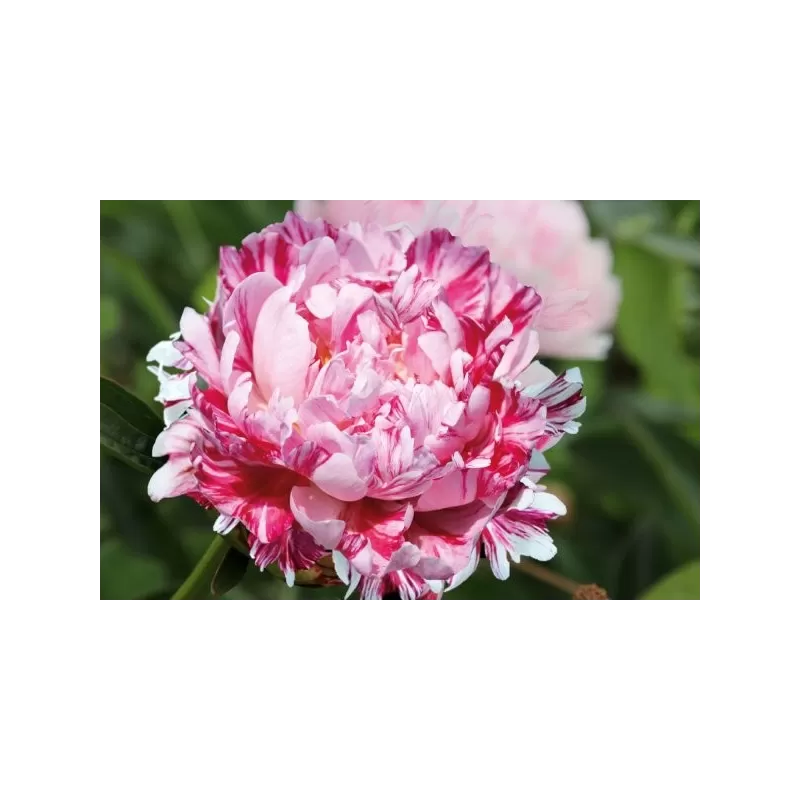 Bijūnas - Paeonia lactiflora CANDY STRIPE