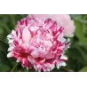 Bijūnas - Paeonia lactiflora CANDY STRIPE