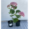 Šviesioji hortenzija - Hydrangea arborescens Candybelle® BUBBLEGUM