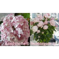 Šviesioji hortenzija - Hydrangea arborescens Candybelle® BUBBLEGUM