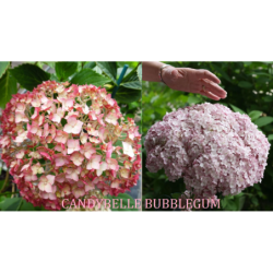 Hydrangea arborescens Candybelle® BUBBLEGUM