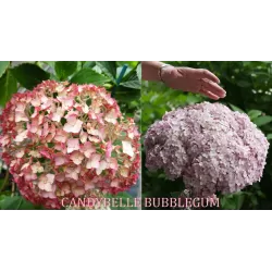 Šviesioji hortenzija - Hydrangea arborescens Candybelle® BUBBLEGUM