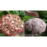 Šviesioji hortenzija - Hydrangea arborescens Candybelle® BUBBLEGUM
