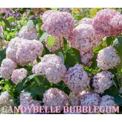 Šviesioji hortenzija - Hydrangea arborescens Candybelle®...
