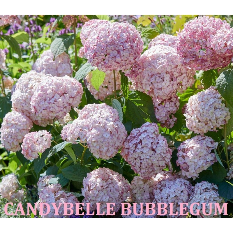 Hydrangea arborescens Candybelle® BUBBLEGUM