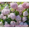 Šviesioji hortenzija - Hydrangea arborescens Candybelle® BUBBLEGUM
