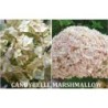 Šviesioji hortenzija - Hydrangea arborescens Candybelle MARSHMALLOW ®