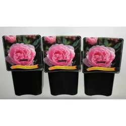 Bijūnas - Paeonia  lactiflora SARAH BERNHARDT