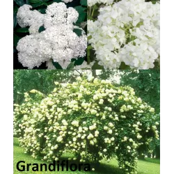 Šviesioji hortenzija - Hydrangea arborescens GRANDIFLORA