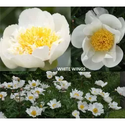 Bijūnas - Paeonia WHITE WINGS