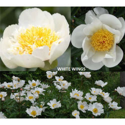 Paeonia (Lactiflora) WHITE WINGS 2-3 P16C3