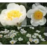 Bijūnas - Paeonia WHITE WINGS