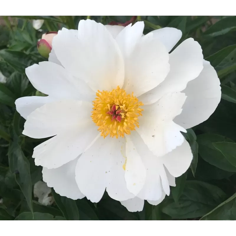 Bijūnas - Paeonia WHITE WINGS