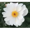 Bijūnas - Paeonia WHITE WINGS