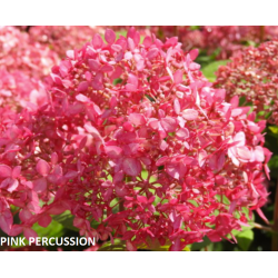 Hydrangea arborescens PINK PERCUSSION®