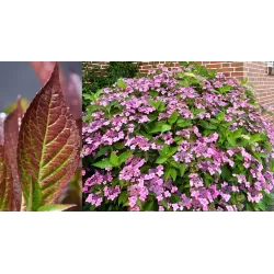 Krūminė hortenzija - Hydrangea serrata ACUMINATA (INTERMEDIA)