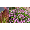 Krūminė hortenzija - Hydrangea serrata ACUMINATA