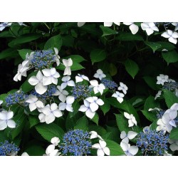Krūminė hortenzija - Hydrangea serrata BLUEBIRD®