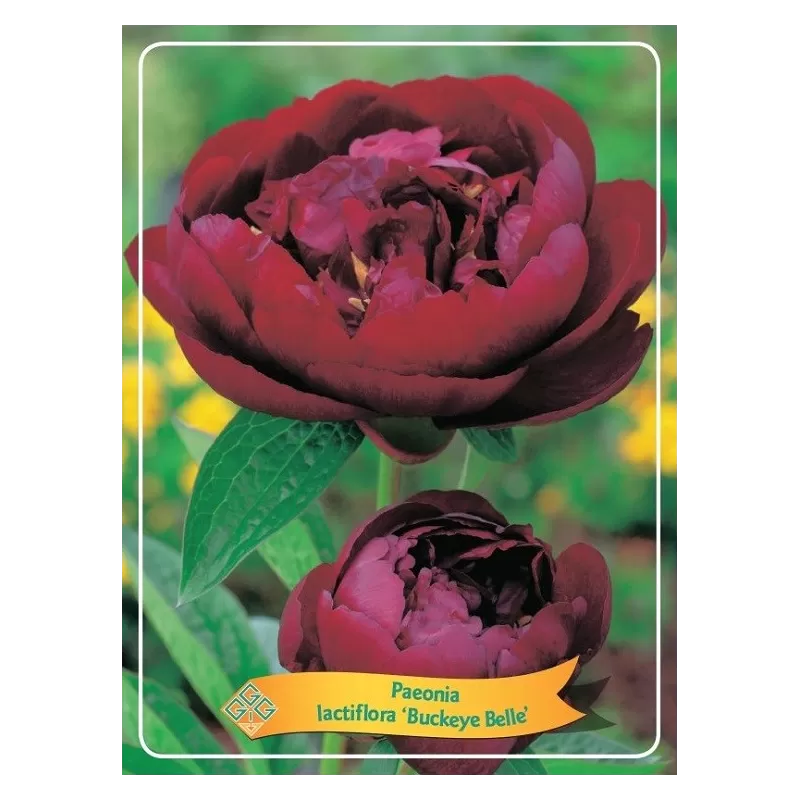 Paeonia lactiflora Buckeye Belle P11