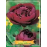 Paeonia lactiflora Buckeye Belle P11