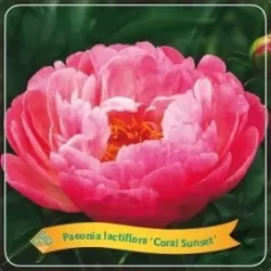 Bijūnas - Paeonia lactiflora CORAL SUNSET