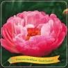 Paeonia CORAL SUNSET