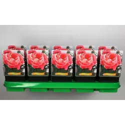 Paeonia CORAL SUNSET