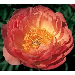 Paeonia CORAL SUNSET