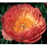 Paeonia CORAL SUNSET