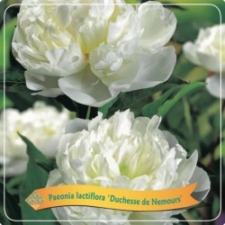 Paeonia lactiflora DUCHESSE DE NEMOURS