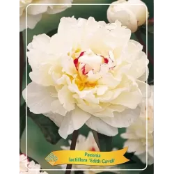 Bijūnas - Paeonia EDITH CAVELL
