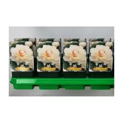 Bijūnas - Paeonia EDITH CAVELL