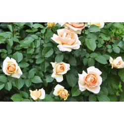 Rožė - Rosa ABBAYE DE CLUNY