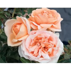 Rožė - Rosa ABBAYE DE CLUNY ® (Meibrinpay) Meilland® Fleur Romantica® C4 vazone