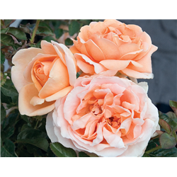 Rožė - Rosa ABBAYE DE CLUNY