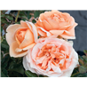 Rožė - Rosa ABBAYE DE CLUNY