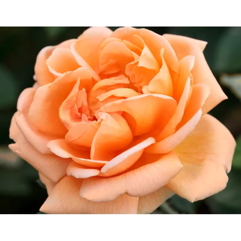 Rožė - Rosa ABBAYE DE CLUNY