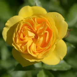 copy of Rožė - Rosa ABSOLUTELY FABULOUS ® (Wekvossutono) Weeks® C4 gyva foto 2022-08-17