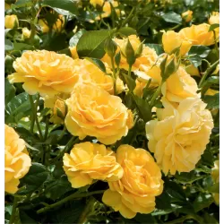 Rožė - Rosa ABSOLUTELY FABULOUS ®