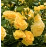 copy of Rožė - Rosa ABSOLUTELY FABULOUS ® (Wekvossutono) Weeks® C4 gyva foto 2022-08-17