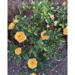 copy of Rožė - Rosa ABSOLUTELY FABULOUS ® (Wekvossutono) Weeks® C4 gyva foto 2022-08-17