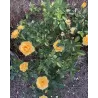 copy of Rožė - Rosa ABSOLUTELY FABULOUS ® (Wekvossutono) Weeks® C4 gyva foto 2022-08-17