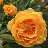 copy of Rožė - Rosa ABSOLUTELY FABULOUS ® (Wekvossutono) Weeks® C4 gyva foto 2022-08-17