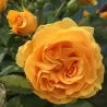 copy of Rožė - Rosa ABSOLUTELY FABULOUS ® (Wekvossutono) Weeks® C4 gyva foto 2022-08-17