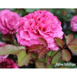 Rosa AGNES SCHILLIGER ®