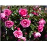 Rožė - Rosa AGNES SCHILLIGER ®