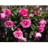 Rožė - Rosa AGNES SCHILLIGER ®